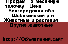 Продам 3-х месячную телочку › Цена ­ 17 000 - Белгородская обл., Шебекинский р-н Животные и растения » Другие животные   